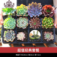 封后多肉植物组合盆栽新手套餐含盆带土室内小迷你桌面绿植办公室肉肉 [套餐]12颗精选多肉+12孔架子 带盆栽好