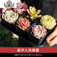 封后多肉植物组合盆栽新手套餐含盆带土室内小迷你桌面绿植办公室肉肉 [新手套餐]6颗精选多肉+底托盘 带盆栽好