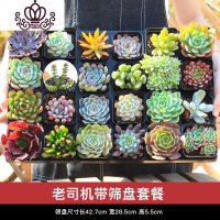 封后多肉植物组合盆栽新手套餐含盆带土室内小迷你桌面绿植办公室肉肉 [老司机套餐]24颗精选多肉+24孔架子 带盆栽好
