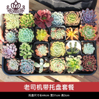 封后多肉植物组合盆栽新手套餐含盆带土室内小迷你桌面绿植办公室肉肉 [老司机套餐]24颗精选多肉+底托盘 带盆栽好
