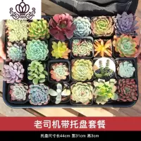 封后多肉植物组合盆栽新手套餐含盆带土室内小迷你桌面绿植办公室肉肉 [老司机套餐]24颗精选多肉+底托盘 带盆栽好