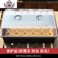 封后多肉植物组合盆栽新手套餐含盆带土室内小迷你桌面绿植办公室肉肉 多肉(防霜降、防鸟、防虫)箱 带盆栽好