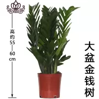 封后大盆栽植物室内富贵客厅四季常青钱串子绿植花卉摇钱树
