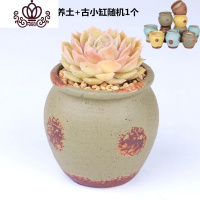 封后新款多肉植物组合盆栽肉肉植物肉嘟嘟室内多肉套餐带盆带土小盆栽 昂斯诺+营养土+古小缸随机一个 含盆