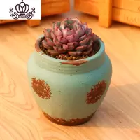 封后新款多肉植物组合盆栽肉肉植物肉嘟嘟室内多肉套餐带盆带土小盆栽 苯巴迪斯+营养土+古小缸2-1蓝色 含盆