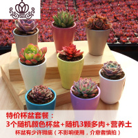 封后新款多肉植物组合盆栽肉肉植物肉嘟嘟室内多肉套餐带盆带土小盆栽 随机3个杯盆+随机3颗多肉+营养土 含盆