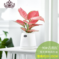 封后皇后花盆栽植物室内花卉吉利红万年红客厅观叶绿植