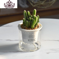 封后自吸水多肉植物套装绿植花卉盆栽室内懒人好养水培净化空气 万重山 带盆栽好