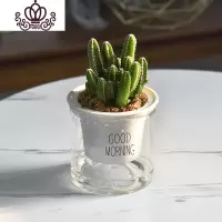 封后自吸水多肉植物套装绿植花卉盆栽室内懒人好养水培净化空气 万重山 带盆栽好