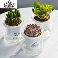 封后自吸水多肉植物套装绿植花卉盆栽室内懒人好养水培净化空气 万重山+吉娃娃+新花月锦 带盆栽好