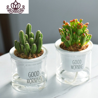 封后自吸水多肉植物套装绿植花卉盆栽室内懒人好养水培净化空气 万重山+吸财树 带盆栽好