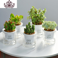 封后自吸水多肉植物套装绿植花卉盆栽室内懒人好养水培净化空气 万重山+吸财树+新花月锦+金枝玉叶+天使之泪 带盆栽好