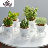 封后自吸水多肉植物套装绿植花卉盆栽室内懒人好养水培净化空气 万重山+吸财树+新花月锦+金枝玉叶+天使之泪 带盆栽好