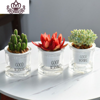 封后自吸水多肉植物套装绿植花卉盆栽室内懒人好养水培净化空气 万重山+火祭+天使之泪 带盆栽好