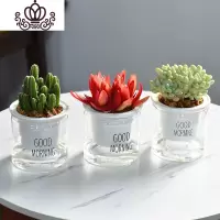 封后自吸水多肉植物套装绿植花卉盆栽室内懒人好养水培净化空气 万重山+火祭+天使之泪 带盆栽好