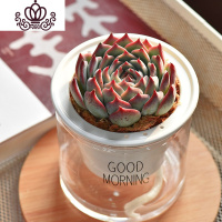 封后自吸水多肉植物套装绿植花卉盆栽室内懒人好养水培净化空气 吉娃娃 带盆栽好