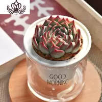 封后自吸水多肉植物套装绿植花卉盆栽室内懒人好养水培净化空气 吉娃娃 带盆栽好