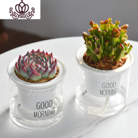 封后自吸水多肉植物套装绿植花卉盆栽室内懒人好养水培净化空气 吉娃娃+吸财树 带盆栽好