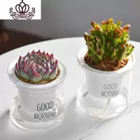 封后自吸水多肉植物套装绿植花卉盆栽室内懒人好养水培净化空气 吉娃娃+吸财树 带盆栽好