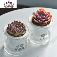 封后自吸水多肉植物套装绿植花卉盆栽室内懒人好养水培净化空气 吉娃娃+紫珍珠 带盆栽好