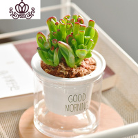 封后自吸水多肉植物套装绿植花卉盆栽室内懒人好养水培净化空气 吸财树 带盆栽好