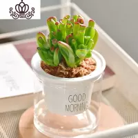 封后自吸水多肉植物套装绿植花卉盆栽室内懒人好养水培净化空气 吸财树 带盆栽好
