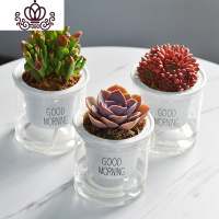 封后自吸水多肉植物套装绿植花卉盆栽室内懒人好养水培净化空气 吸财树+红宝石+紫珍珠 带盆栽好