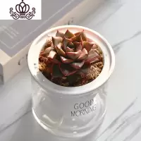 封后自吸水多肉植物套装绿植花卉盆栽室内懒人好养水培净化空气 大和锦 带盆栽好