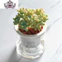 封后自吸水多肉植物套装绿植花卉盆栽室内懒人好养水培净化空气 天使之泪 带盆栽好
