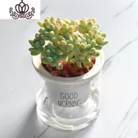 封后自吸水多肉植物套装绿植花卉盆栽室内懒人好养水培净化空气 天使之泪 带盆栽好