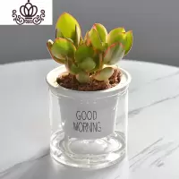封后自吸水多肉植物套装绿植花卉盆栽室内懒人好养水培净化空气 新花月锦 带盆栽好