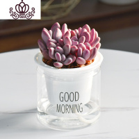 封后自吸水多肉植物套装绿植花卉盆栽室内懒人好养水培净化空气 桃美人 带盆栽好