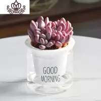 封后自吸水多肉植物套装绿植花卉盆栽室内懒人好养水培净化空气 桃美人 带盆栽好
