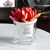 封后自吸水多肉植物套装绿植花卉盆栽室内懒人好养水培净化空气 火祭 带盆栽好