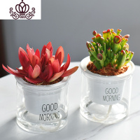 封后自吸水多肉植物套装绿植花卉盆栽室内懒人好养水培净化空气 火祭+吸财树 带盆栽好