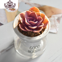 封后自吸水多肉植物套装绿植花卉盆栽室内懒人好养水培净化空气 紫珍珠 带盆栽好