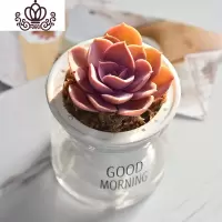 封后自吸水多肉植物套装绿植花卉盆栽室内懒人好养水培净化空气 紫珍珠 带盆栽好