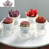 封后自吸水多肉植物套装绿植花卉盆栽室内懒人好养水培净化空气 紫珍珠+桃美人+吉娃娃+火祭+红宝石 带盆栽好