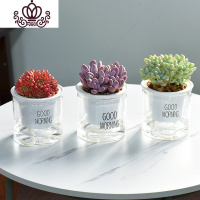 封后自吸水多肉植物套装绿植花卉盆栽室内懒人好养水培净化空气 红宝石+桃美人+天使之泪 带盆栽好