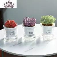 封后自吸水多肉植物套装绿植花卉盆栽室内懒人好养水培净化空气 红宝石+桃美人+天使之泪 带盆栽好