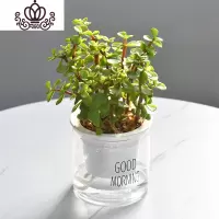 封后自吸水多肉植物套装绿植花卉盆栽室内懒人好养水培净化空气 金枝玉叶 带盆栽好