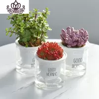封后自吸水多肉植物套装绿植花卉盆栽室内懒人好养水培净化空气 金枝玉叶+桃美人+红宝石 带盆栽好