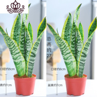 封后(FENGHOU)金边虎皮兰多肉植物室内花卉盆栽大型绿植客厅办公室虎尾 2盆装30-40厘米共6颗带根(原盆)买2盆