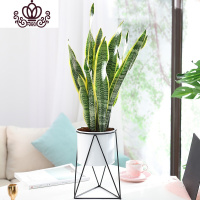 封后虎皮兰多肉植物室内花卉盆栽大型绿植客厅办公室 45-55厘米6颗带根(白色铁皮桶黑色铁架)买2盆送园艺三件 带盆栽好