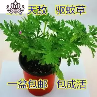 封后 室内灭虫杀蚊子香子绿植花卉香叶天竺葵盆栽地栽