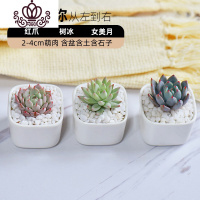 封后多肉植物白瓷组合套餐批发肉嘟嘟室内植物含花盆新手盆栽好养 a(多肉+白瓷盆+土+铺面石) 含盆