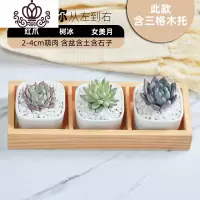 封后多肉植物白瓷组合套餐批发肉嘟嘟室内植物含花盆新手盆栽好养 A+木托款(多肉+白瓷盆+土+铺面石) 含盆