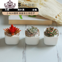 封后多肉植物白瓷组合套餐批发肉嘟嘟室内植物含花盆新手盆栽好养 e(多肉+白瓷盆+土+铺面石) 含盆