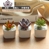 封后多肉植物白瓷组合套餐批发肉嘟嘟室内植物含花盆新手盆栽好养 f(多肉+白瓷盆+土+铺面石) 含盆