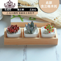 封后多肉植物白瓷组合套餐批发肉嘟嘟室内植物含花盆新手盆栽好养 D+木托款(多肉+白瓷盆+土+铺面石) 含盆